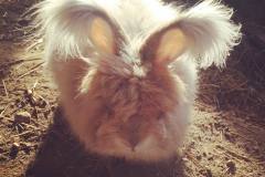 Angora